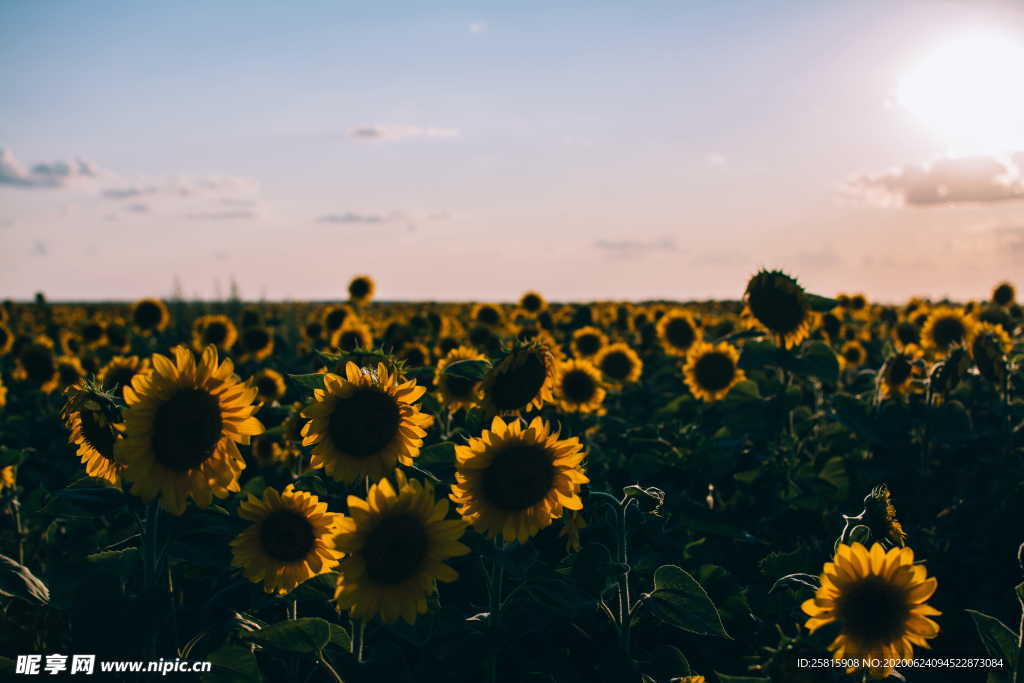 向日葵太阳花葵花图片