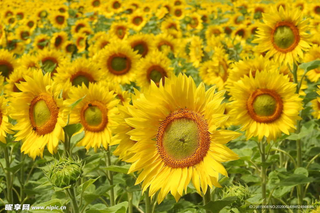 向日葵太阳花葵花图片