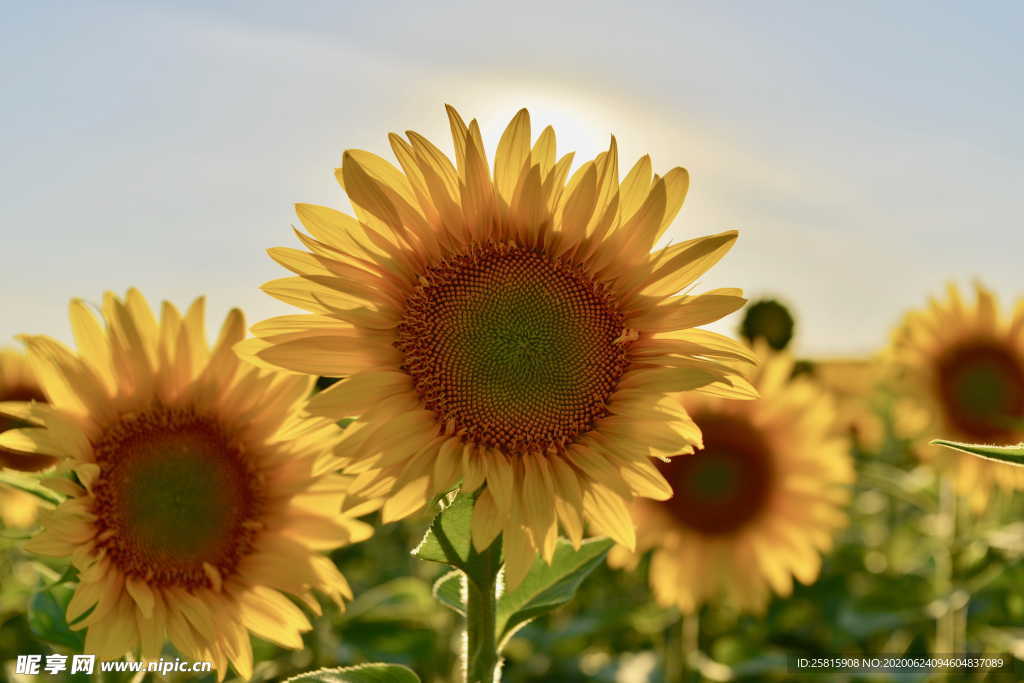 向日葵太阳花葵花图片
