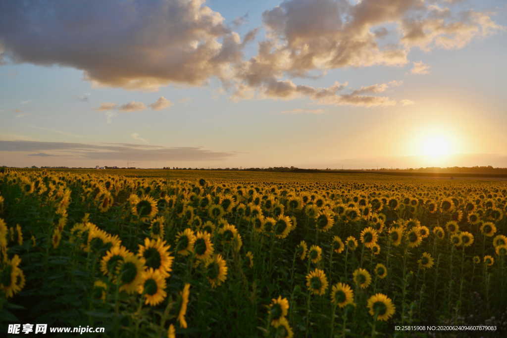 向日葵太阳花葵花图片