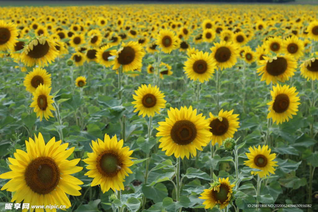 向日葵太阳花葵花图片