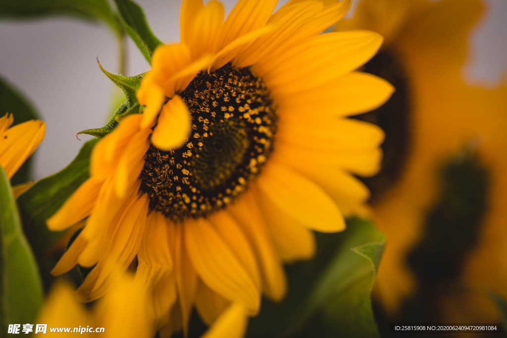 向日葵太阳花葵花图片