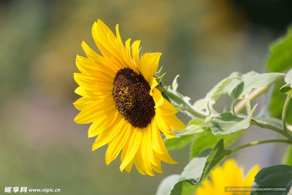 向日葵太阳花葵花图片