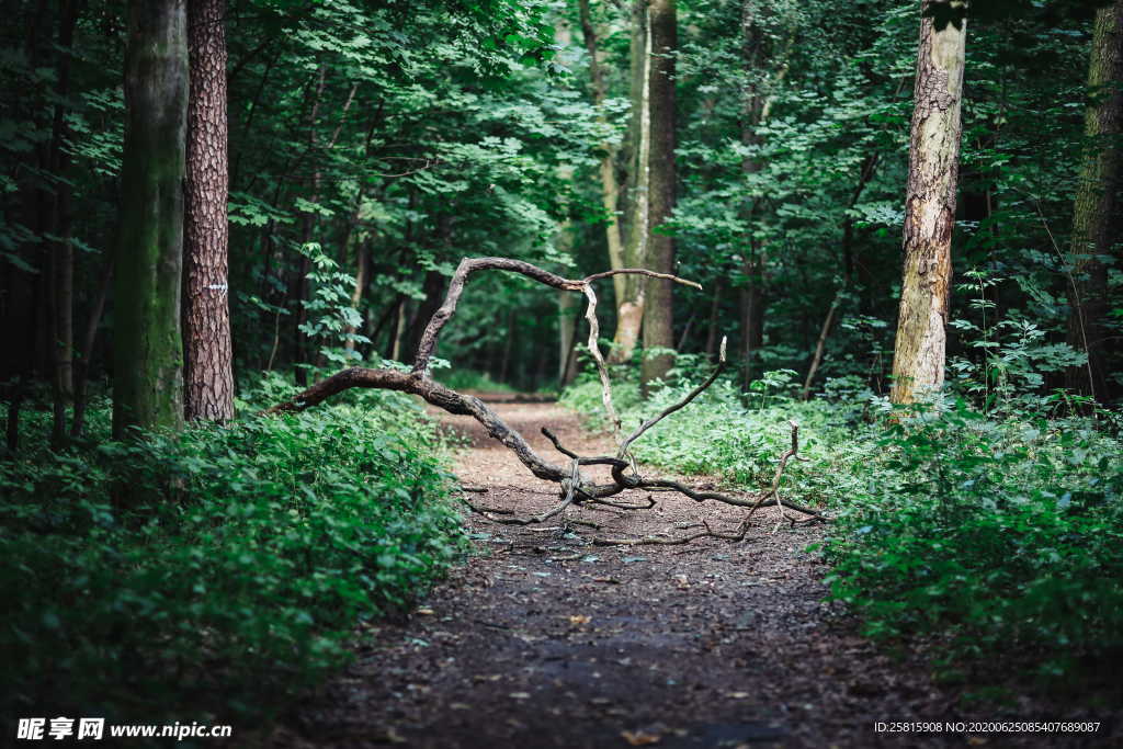 森林雨林树木林子图片