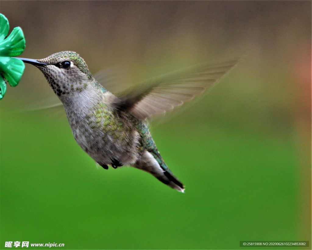 蜂鸟空山鸟语图片