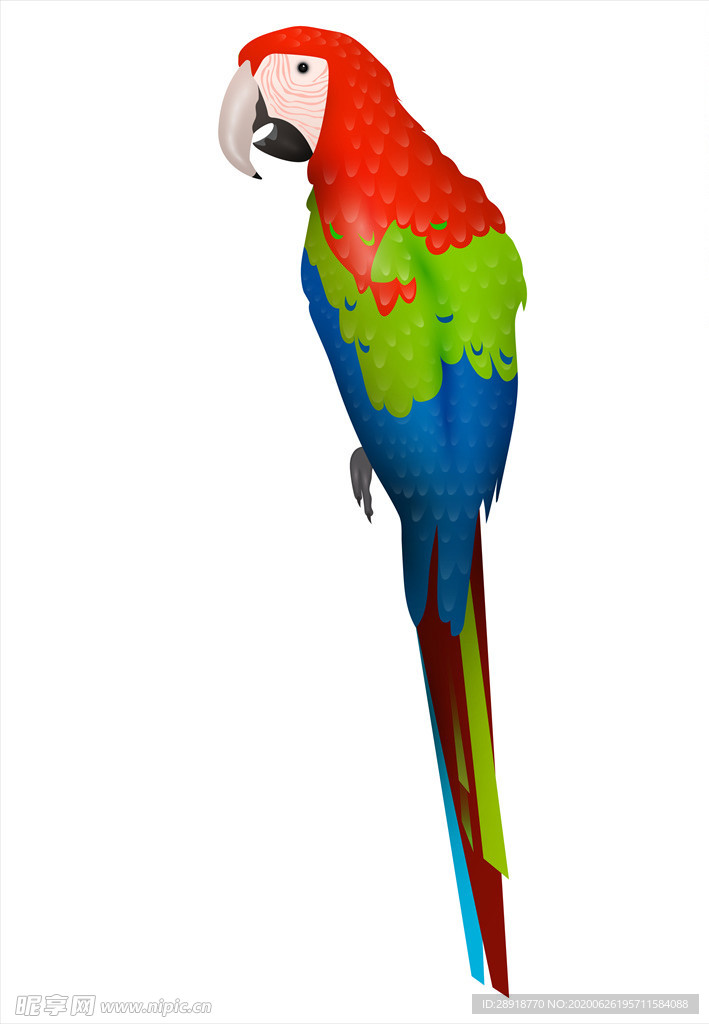 卡通鹦鹉