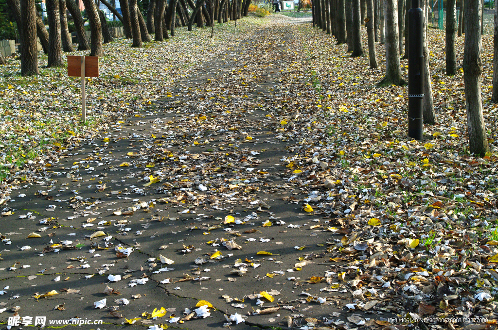 落叶大道图片