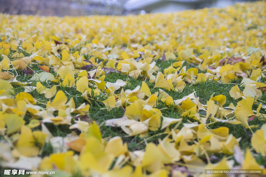 银杏落叶图片