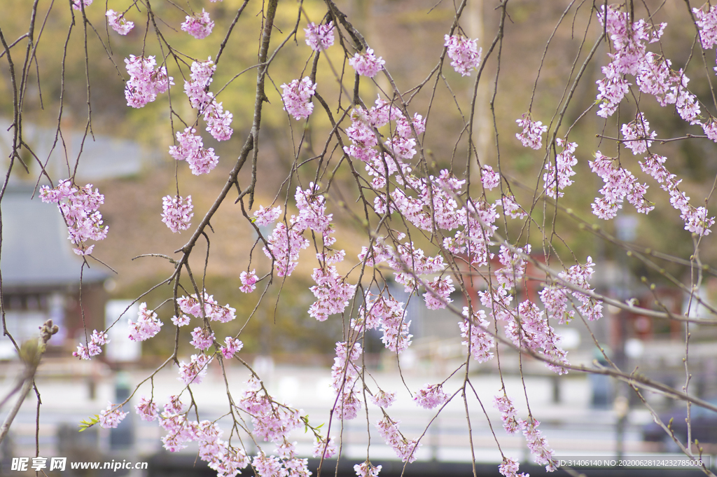 樱花图片