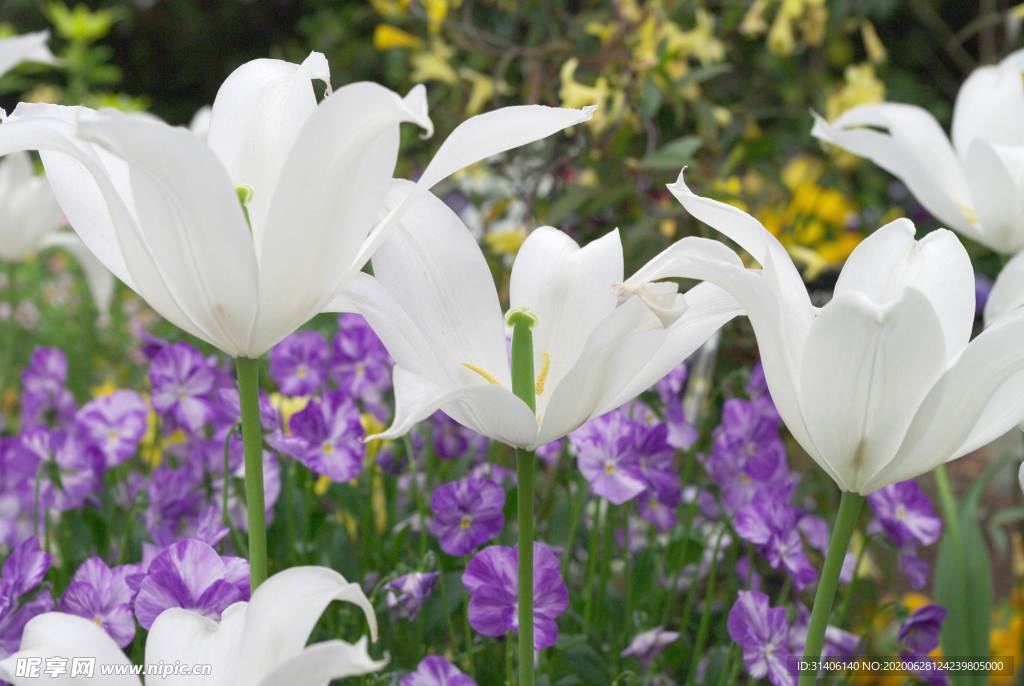 白色郁金香图片