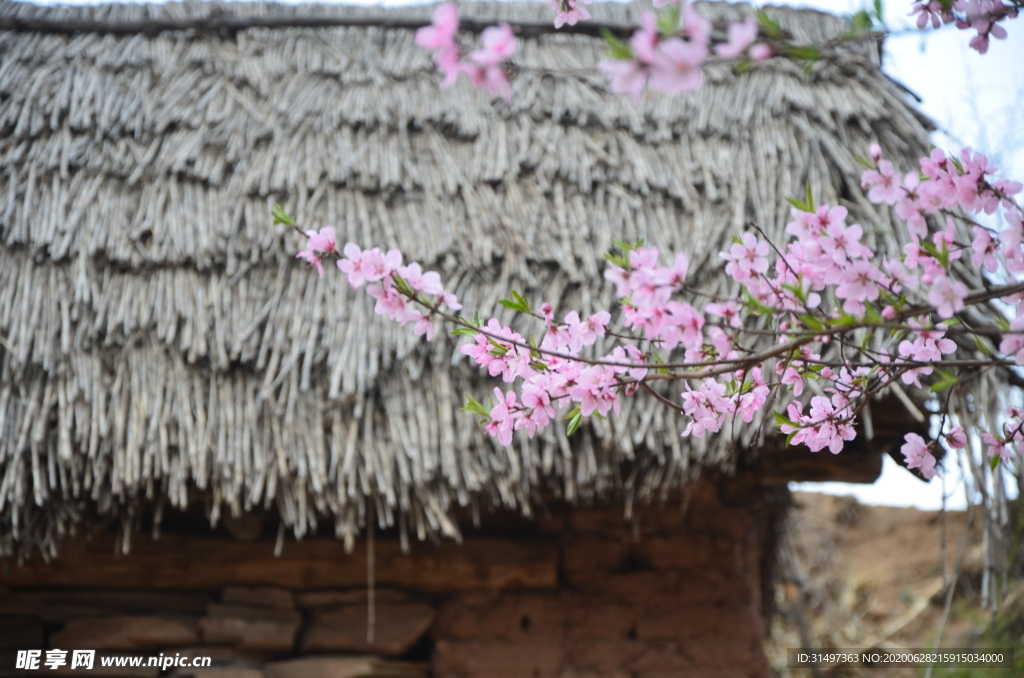 茅屋与桃花