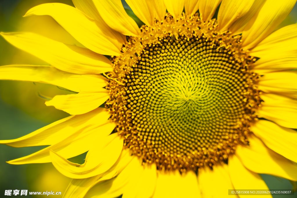 太阳花葵花向日葵图片
