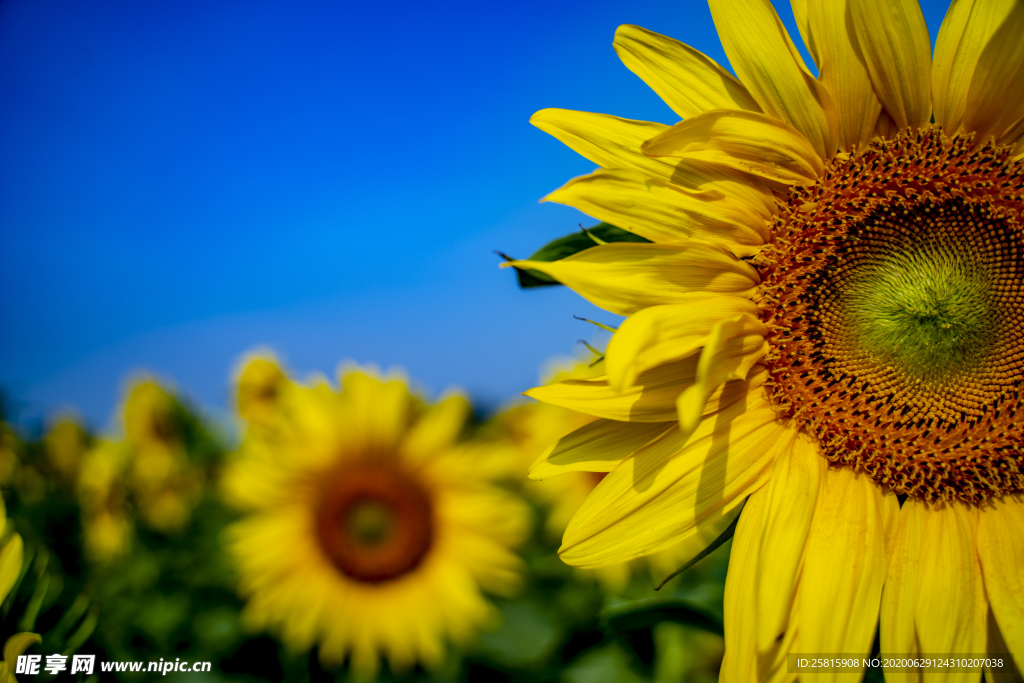 太阳花葵花向日葵图片