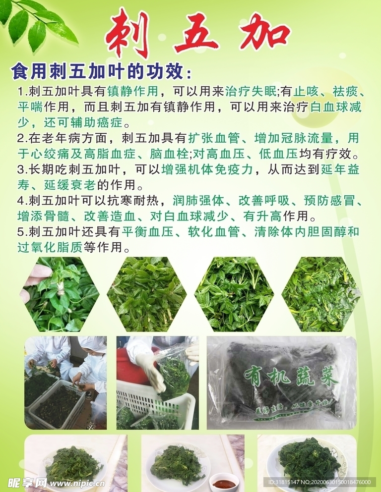刺五加功效海报 单页 宣传海报