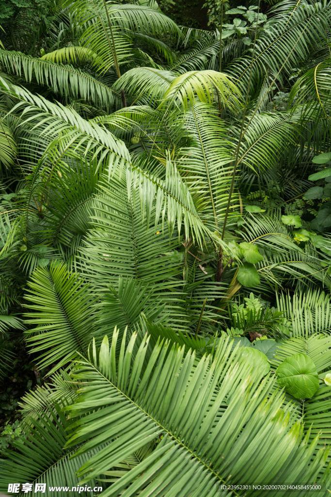 热带雨林背景