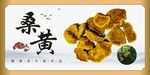 中药材 桑黄