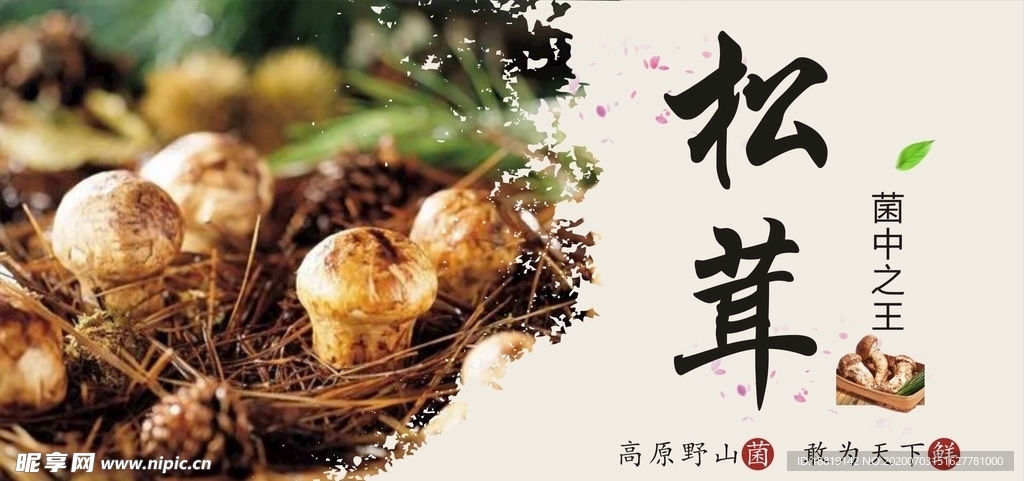 野生松茸海报