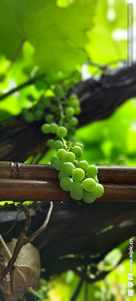 葡萄