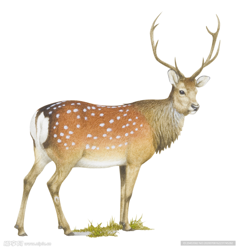手绘鹿