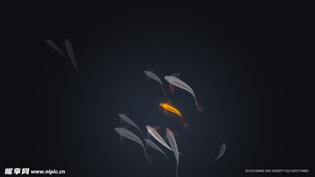 简约锦鲤纯色背景鲤鱼