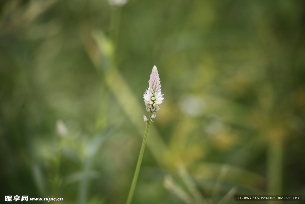 狗尾巴草 小花 花朵