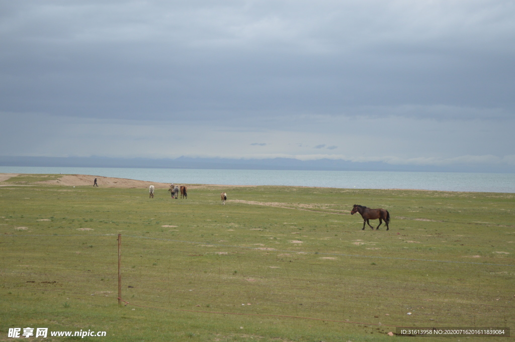 青海湖边的草场