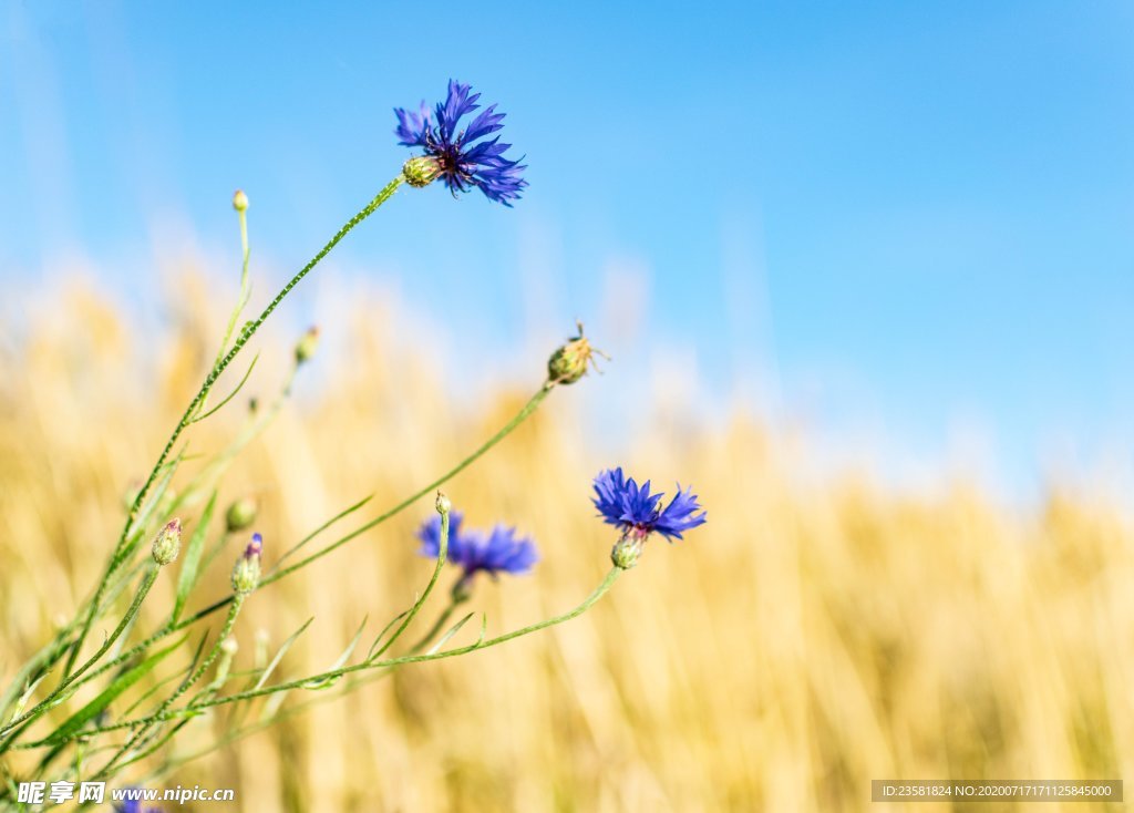 盛开的紫色花卉