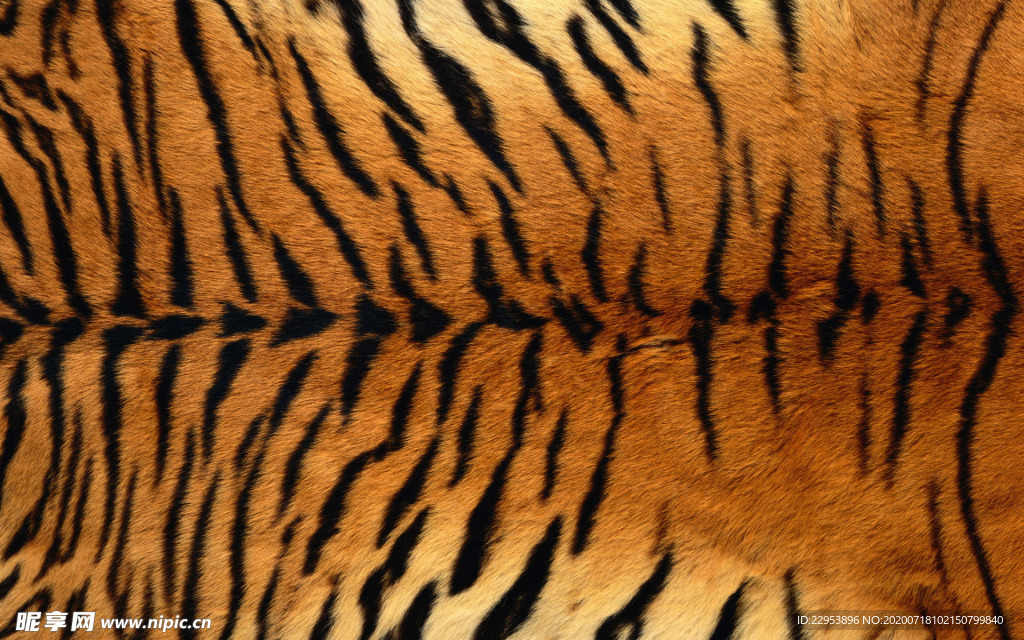 动物皮毛— 老虎