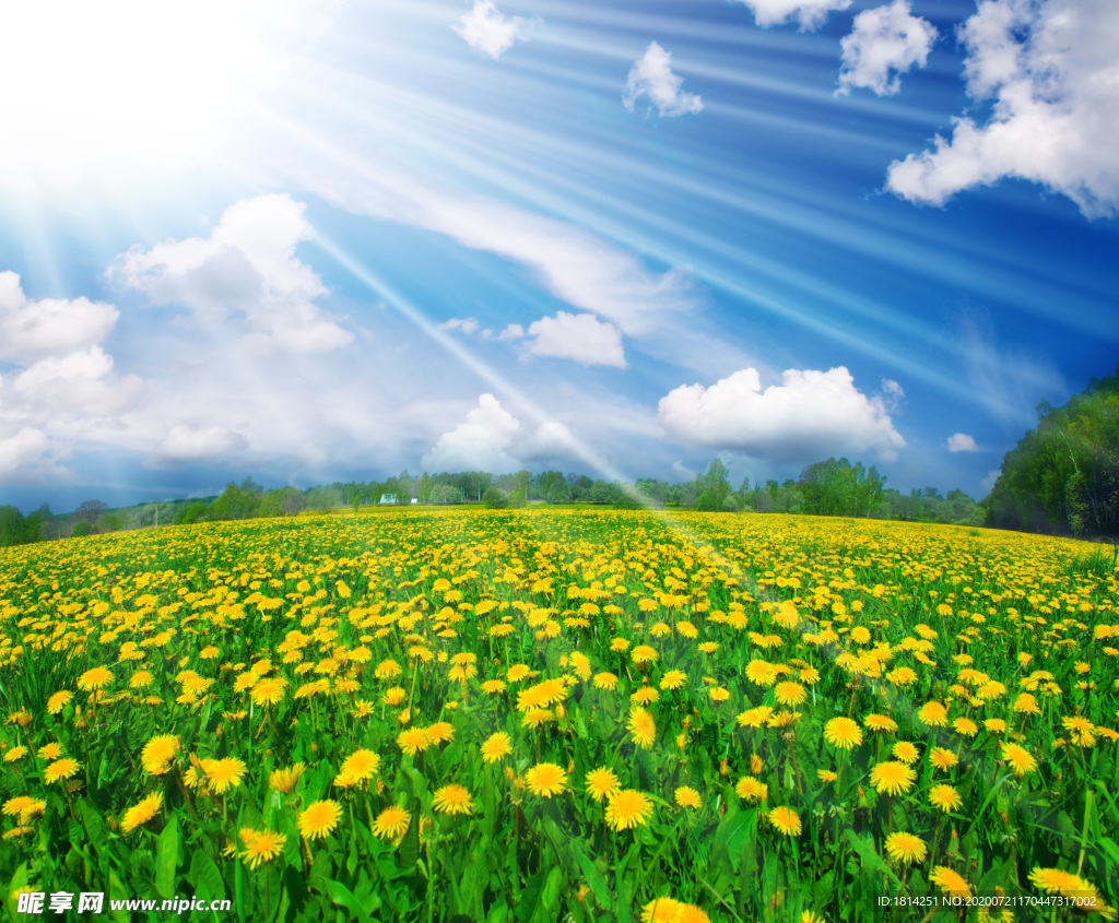 向日葵园绿草蓝天白云阳光