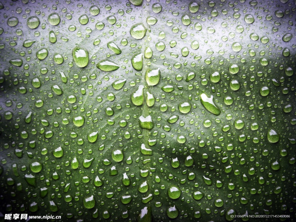 叶子水珠背景
