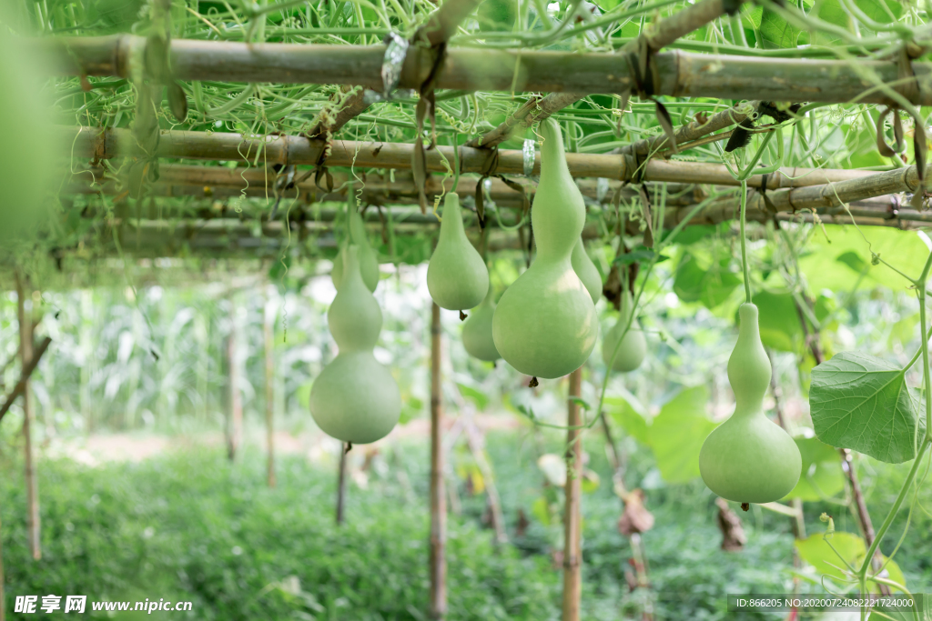 宝葫芦 工艺品 果实 植物 福