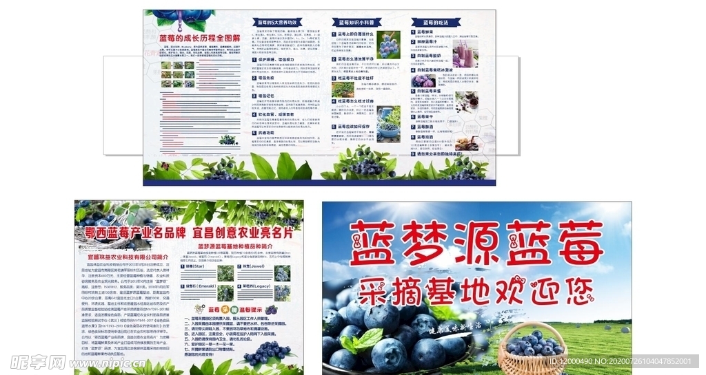 蓝梦源蓝莓基地