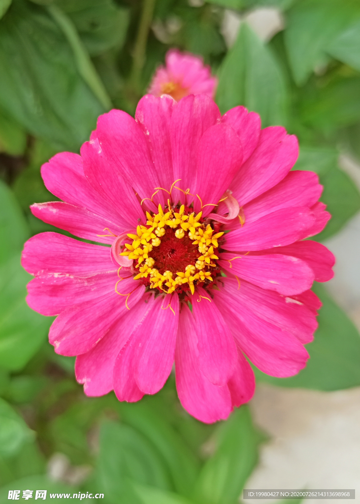 风景 花朵 野花 田园风光