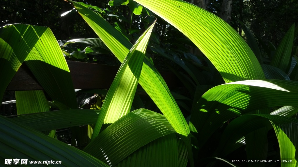 透光的绿色植物