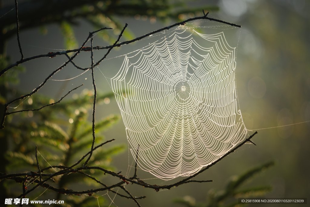 蜘蛛网