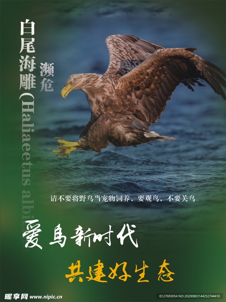 爱鸟新时代 白尾海雕