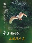 爱鸟新时代 朱鹮