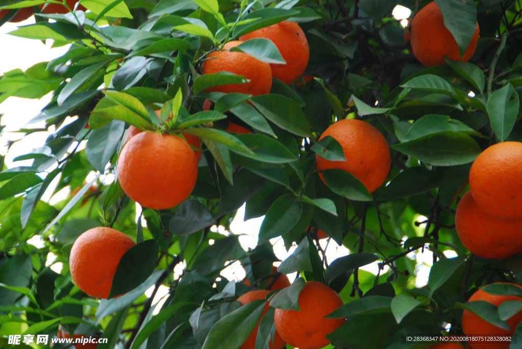橙树