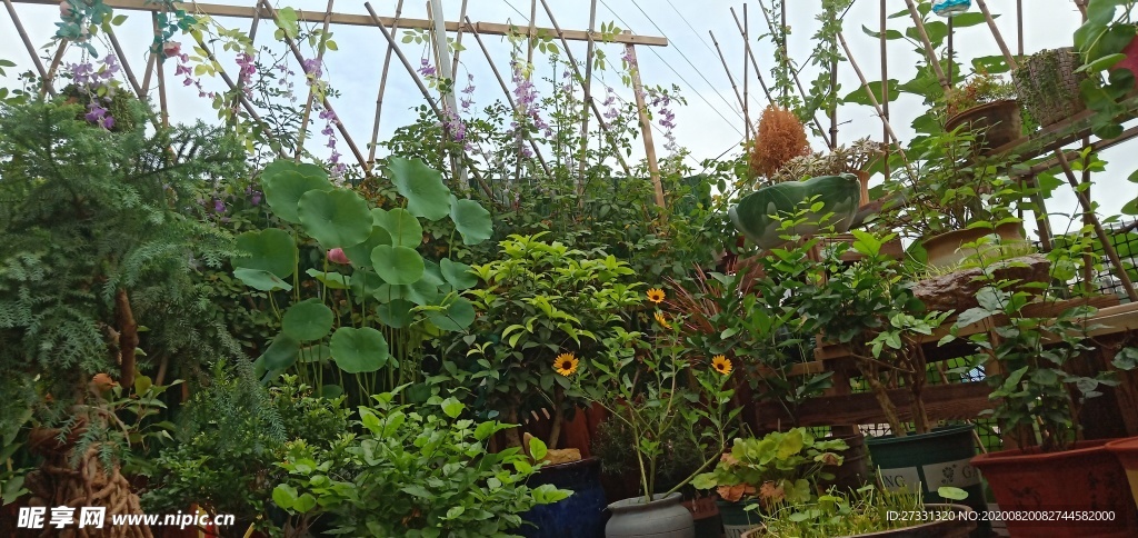 夏日私家小花园