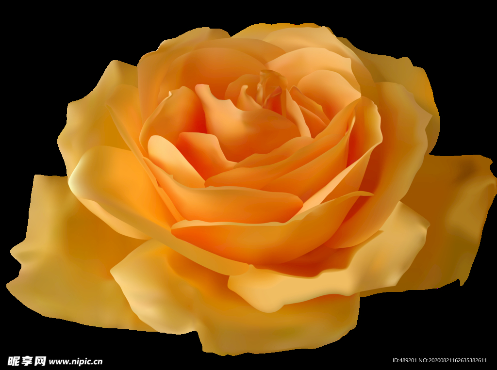 喷绘黄玫瑰 多层玫瑰 黄色