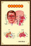 鼻腔构造剖析展板