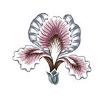 手绘鸢尾花