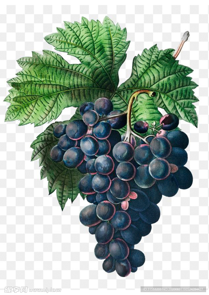 葡萄 PNG