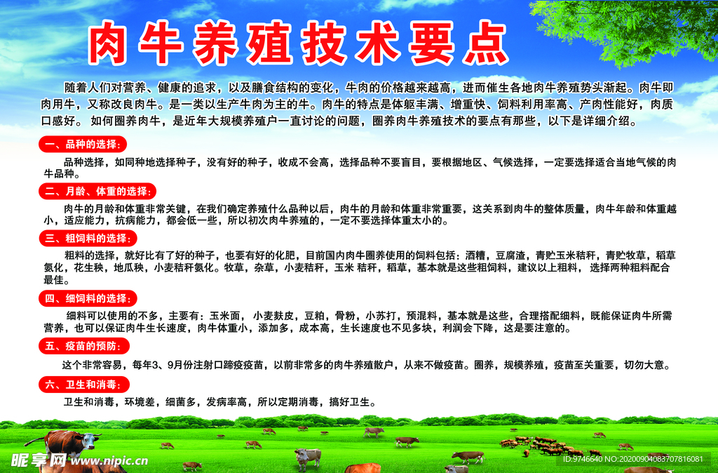 肉牛养殖技术要点