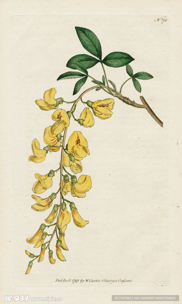 欧式复古色调花朵植物