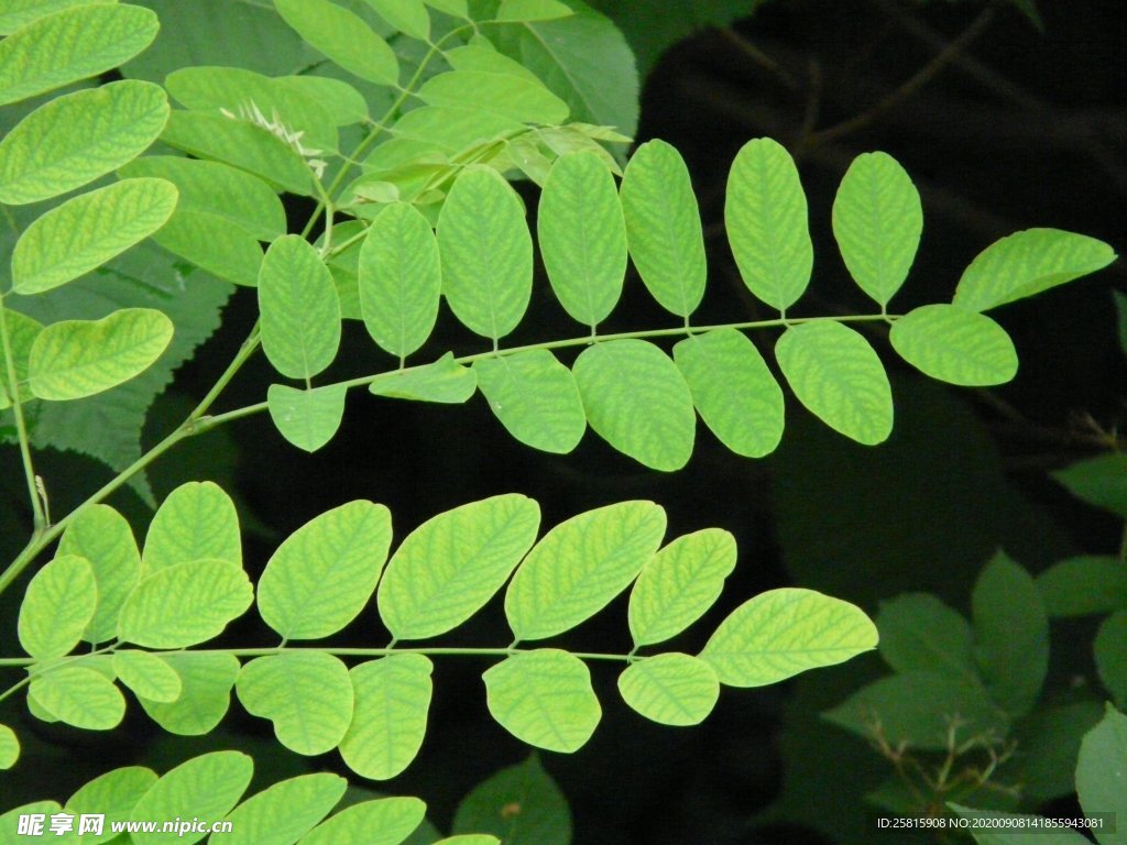 绿叶 槐树叶