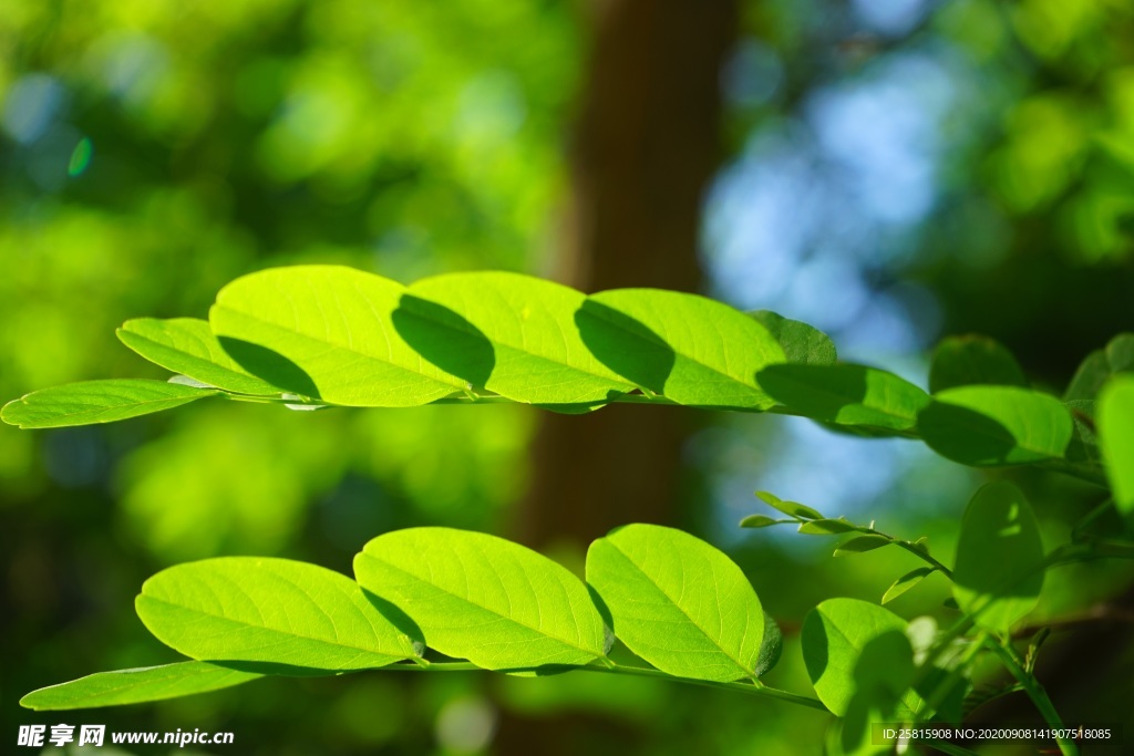 绿叶 槐树叶
