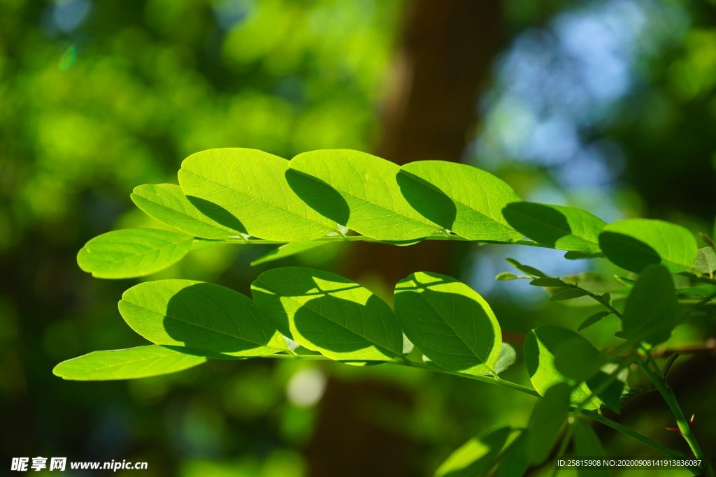 绿叶 槐树叶