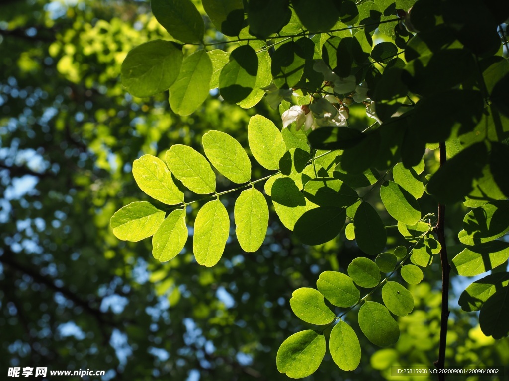 绿叶 槐树叶