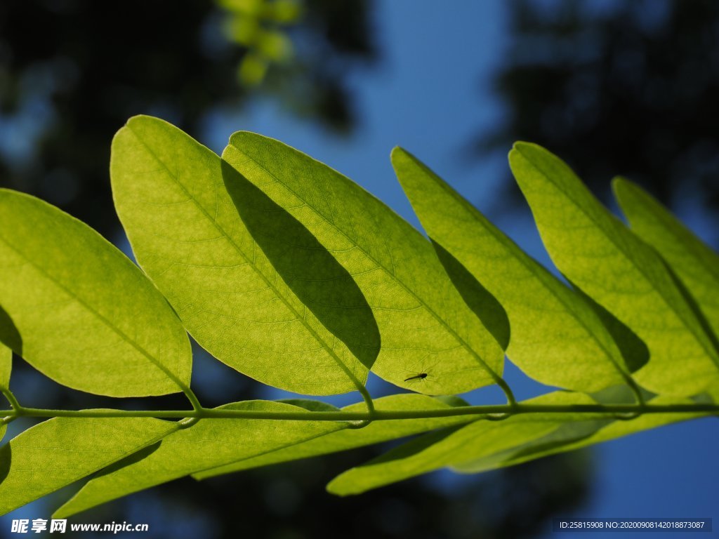 绿叶 槐树叶
